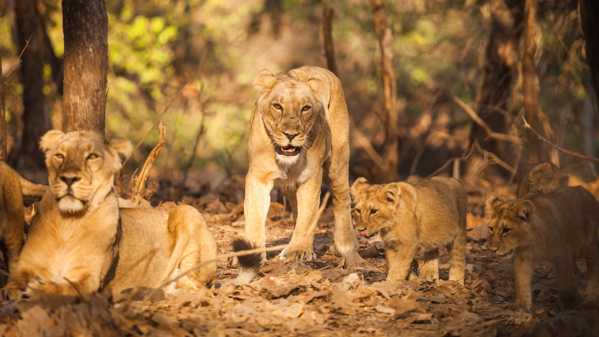 GIR NATIONAL PARK